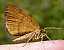 macaria_brunneata_male.jpg