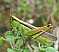 mecostethus_parapleurus_femelle.jpg