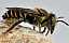 megachile_pilidens_femelle.jpg