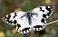 melanargia_lachesis.jpg