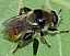 merodon_clavipes_male.jpg