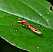 metatropis_rufescens.jpg