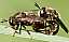 microdon_mutabilis_myrmicae_copula.jpg