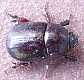 10_scarabaeide_phyllognathus_excavatus_femelle_1