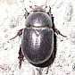 11_scarabaeide_phyllognathus_excavatus_femelle