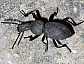 12_tenebrionide_cephalostenus_orbicollis_1
