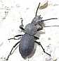 13_tenebrionide_cephalostenus_orbicollis