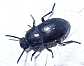 14_tenebrionide_dailognatha_quadricollis_rhodica