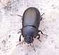 19_tenebrionide_opatroides_punctulatus