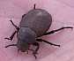 20_tenebrionide_pachyscelis_villosa
