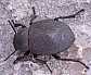 21_tenebrionide_pachyscelis_villosa_1