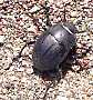 22_tenebrionide_erodius_orientalis_oblongus