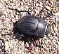 23_tenebrionide_erodius_orientalis_oblongus_1