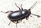 24_tenebrionide_raiboscelis_coelestinus_rugipleuris