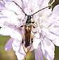 27_cerambycide_stenopterus_rufus_geniculatus