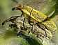 28_curculionide_larinus_latus_copula