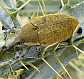 29_curculionide_larinus_latus