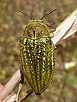 2_buprestide_julodis_ehrenbergi_1