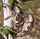 30_curculionide_larinus_onopordi_copula