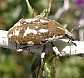 31_curculionide_larinus_onopordi