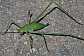 32_tettigoniide_acrometopa_macropoda_femelle_juvenile