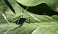 33_tettigoniide_acrometopa_macropoda_male_juvenile