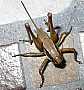 34_tettigoniide_eupholidoptera_smyrnensis_femelle