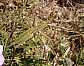 35_tettigoniide_saga_rhodiensis_femelle