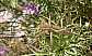 37_tettigoniide_saga_rhodiensis_male.