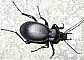 4_carabide_carabus_coriaceus_cerisyi_male