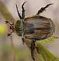 5_scarabaeide_anisoplia_austriaca_hordearia_1