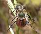 6_scarabaeide_anisoplia_austriaca_hordearia_copula