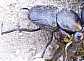 7_scarabaeide_gymnopleurus_sturmi_1