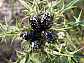 9_scarabaeide_oxythyrea_cinctella