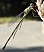 _chalco_lestes_viridis_femelle_langon.jpg