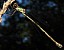 _chalco_lestes_viridis_femelle_langon_1.jpg