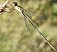 _chalco_lestes_viridis_male_langon_1.jpg