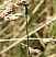 _chalco_lestes_viridis_male_langon_2.jpg