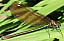 calopteryx_splendens_femelle.jpg
