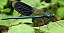 calopteryx_splendens_male_1.jpg