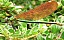 calopteryx_virgo_meridionalis_femelle.jpg