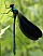 calopteryx_virgo_meridionalis_male_1.jpg