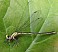 ceriagrion_tenellum_femelle_2.jpg