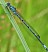 coenagrion_puella_male_2.jpg