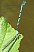 coenagrion_puella_tandem.jpg