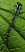 coenagrion_scitulum_femelle_1.jpg