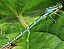 coenagrion_scitulum_femelle_3.jpg