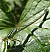 coenagrion_scitulum_femelle_4.jpg