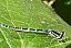 coenagrion_scitulum_femelle_5.jpg