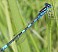coenagrion_scitulum_male.jpg